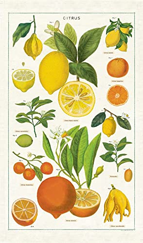Cavallini Papers & Co. Citrus Tea Towel Geschirrtuch, Natur von Cavallini Papers & Co