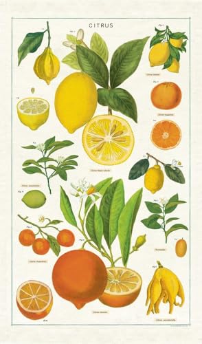 Cavallini Citrus Tea Towel Geschirrtuch, Baumwolle, Natürlich, Small von CAVANILLI & CO.