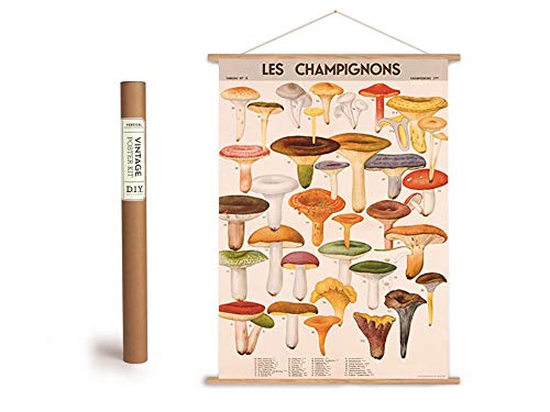 Cavallini Vintage Poster Set mit Holzleisten (Rahmen) und Schnur zum Aufhängen, Champignons, Pilze von Cavallini