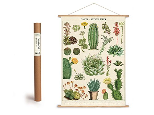 Cavallini Vintage Poster Set mit Holzleisten (Rahmen) und Schnur zum Aufhängen, Motiv Kakteen, Kaktus von Cavallini