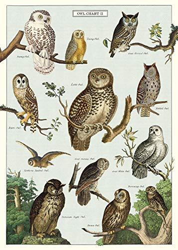 Cavallini & Co - Vintage Poster/Schulplakat - Eulen von CAVANILLI & CO.