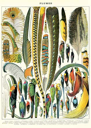 Cavallini & Co - Vintage Poster/Schulplakat - Gefieder von CAVANILLI & CO.