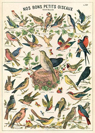 Cavallini & Co - Vintage Poster/Schulplakat - Vögel (B) von CAVANILLI & CO.