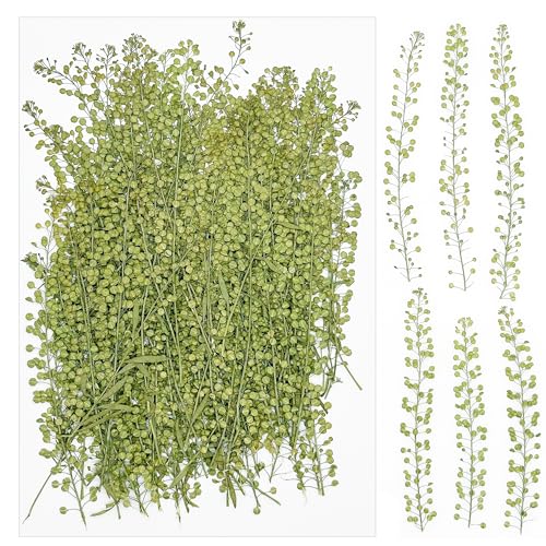 Cayway 100 Stück Echt Getrocknete Gepresste Blumen, DIY Getrocknete Gepresste Blätter DIY Gepresste Blumen Gemischte Getrocknete Blumen für Kunst Basteln DIY Harz Scrapbooking Handwerk von Cayway