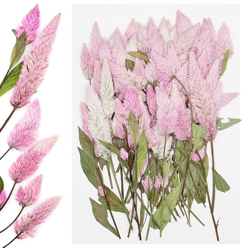 Cayway 100 Stück Echt Getrocknete Gepresste Blumen, DIY Getrocknete Gepresste Blätter DIY Gepresste Blumen Gemischte Getrocknete Blumen für Kunst Basteln DIY Harz Scrapbooking Handwerk von Cayway