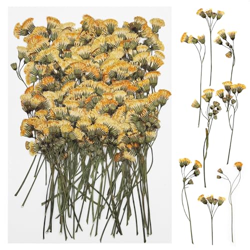 Cayway 100 Stück Natürliche Getrocknete Blumen, Getrocknete Blumen, Getrocknete Gepresste Blätter, Natürliche Trockene Blätter für DIY Harz Scrapbooking Handwerk Karten Machen von Cayway