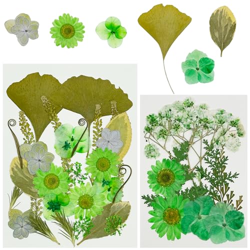 Cayway 40 Stück Getrocknete Gepresste Blumen Grün Getrocknete Gepresste Blätter DIY Gepresste Blumen Gemischte Getrocknete Blumen für Kunst Basteln DIY Harz Scrapbooking Handwerk von Cayway