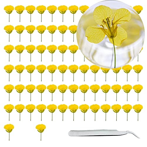 Cayway 80 Stück Echt Getrocknete Gepresste Blumen Gelber Raps Gepresste Trockenblumen Natürliche mit Pinzette für Kunst DIY Harz Scrapbooking Handwerk Karten Machen von Cayway