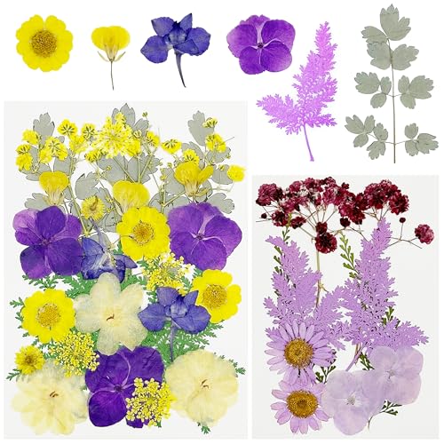 Cayway DIY Getrocknete Gepresste Blätter Blumen, 40 Stück Lila NatüRliche Getrocknete Gepresste Blumen für Harz für Kunst Basteln DIY Harz Scrapbooking Handwerk Cayway DIY Getrocknete Gepresste Blätter Blumen, 40 Stück Lila NatüRliche Getrocknete Gepresste Blumen für Harz für Kunst Basteln DIY Harz Scrapbooking Handwerk von Cayway