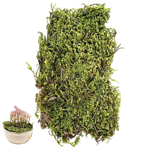 Cayway Static Grass Tuft, Gefälschtes Moos, Falsches Grünes Moos, Künstliches Moos Deko Kunst Moos Fake Dekomoos für Topfpflanzen, Tafelaufsätze, Feengartendekoration (Form-1) von Cayway