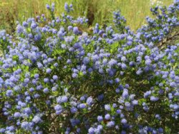 Säckelblume 'Victoria', 30-40 cm, Ceanothus impressus 'Victoria', Containerware von Ceanothus impressus 'Victoria'