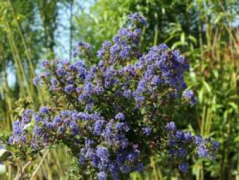 Kalifornischer Flieder 'Puget Blue', 30-40 cm, Ceanothus thyrsiflorus 'Puget Blue', Containerware von Ceanothus thyrsiflorus 'Puget Blue'