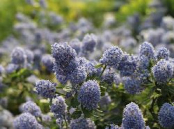 Kriechende Säckelblume, Stamm 50 cm, 80-100 cm, Ceanothus thyrsiflorus var. repens, Stämmchen von Ceanothus thyrsiflorus var. repens