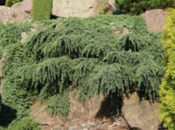 Himalaya-Zeder 'Feelin Blue', Stamm 40-60 cm, Cedrus deodara 'Feelin Blue', Stämmchen von Cedrus deodara 'Feelin Blue'