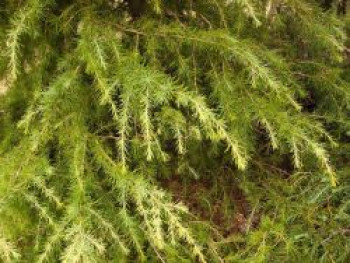 Himalaya-Zeder 'Golden Horizon', 60-80 cm, Cedrus deodara 'Golden Horizon', Containerware von Cedrus deodara 'Golden Horizon'