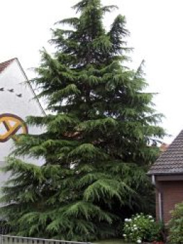 Himalaya-Zeder, 40-60 cm, Cedrus deodara, Containerware von Cedrus deodara