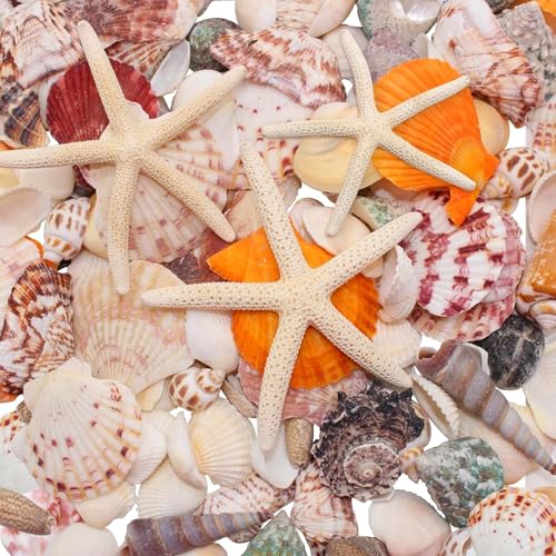 Celestia Meeresmuscheln Gemischte Ozean-Muscheln, 2 cm-12 cm Verschiedene Größen Strand Muscheln und natürliche Seesterne für Vase Füllstoffe, Strand Thema Party Hochzeit Dekor, DIY Kunsthandwerk von Celestia