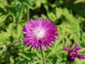 Rotblühende Flockenblume 'Steenbergii', Centaurea dealbata 'Steenbergii', Topfware von Centaurea dealbata 'Steenbergii'