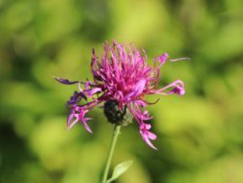 Skabiosen-Flockenblume, Centaurea scabiosa, Topfware von Centaurea scabiosa