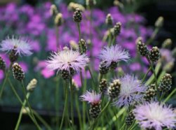Einfache Kissen-Flockenblume, Centaurea simplicicaulis, Topfware von Centaurea simplicicaulis
