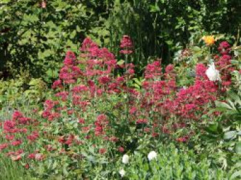 Rotblühende Spornblume 'Coccineus', Centranthus ruber 'Coccineus', Topfware von Centranthus ruber 'Coccineus'