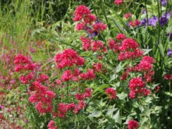 Rotblühende Spornblume 'Rosenrot', Centranthus ruber 'Rosenrot', Topfware von Centranthus ruber 'Rosenrot'