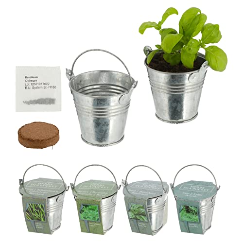 Garten Anzuchtset mini Schnittlauch Petersilie Basilikum Dill Küchenkräuter mit Samen Kräuter im Zinkeimer Kokosquellpad Mini-Garten Fensterbank 4 Sorten von Cepewa