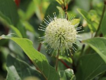 Knopfbusch, 20-30 cm, Cephalanthus occidentalis, Containerware von Cephalanthus occidentalis