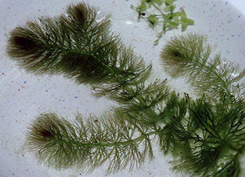 Hornwort Ceratophyllum Demersum (Raues Hornblatt), lebende Aquarium-Pflanze von Ceratophyllum Demersum