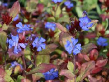 Chinesischer Bleiwurz, Ceratostigma plumbaginoides, Containerware von Ceratostigma plumbaginoides