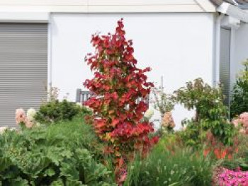 Kanadischer Judasbaum 'Eternal Flame' ®, 80-100 cm, Cercis canadensis 'Eternal Flame' ®, Containerware XXL von Cercis canadensis 'Eternal Flame' ®