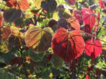 Kanadischer Judasbaum 'Forest Pansy', 80-100 cm, Cercis canadensis 'Forest Pansy', Containerware von Cercis canadensis 'Forest Pansy'