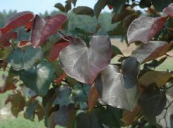 Kanadischer Judasbaum 'Merlot', 80-100 cm, Cercis canadensis 'Merlot', Containerware XXL von Cercis canadensis 'Merlot'