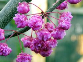 Kanadischer Judasbaum 'Pink Pom Poms', 60-80 cm, Cercis canadensis 'Pink Pom Poms', Containerware von Cercis canadensis 'Pink Pom Poms'
