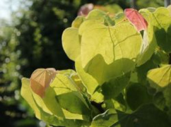 Kanadischer Judasbaum 'Rising Sun', 80-100 cm, Cercis canadensis  'Rising Sun', Containerware XXL von Cercis canadensis  'Rising Sun'