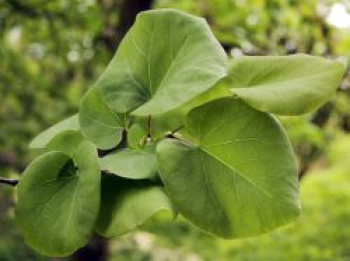 Kanadischer Judasbaum, 100-125 cm, Cercis canadensis, Containerware von Cercis canadensis