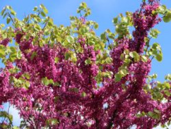 Chinesischer Judasbaum 'Avondale', 50-80 cm, Cercis chinensis 'Avondale', Containerware XXL von Cercis chinensis 'Avondale'