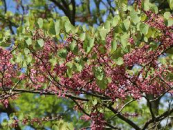 Gewöhnlicher Judasbaum, 60-80 cm, Cercis siliquastrum, Containerware von Cercis siliquastrum