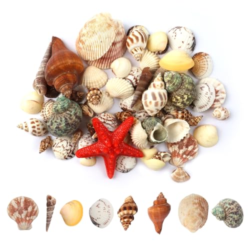 ChAusa Muscheln, Meeresmuscheln, Muscheln zum Basteln, Strandmuscheln, 200g Gemischte Ozean Muscheln, mit Seesternen, für Auffädeln Fischtank Vase Füller Strand Maritime Meeres Fisch Deko von ChAusa