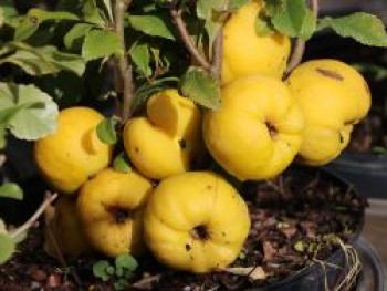 Zierquitte 'Cido', 10-20 cm, Chaenomeles 'Cido', Topfware von Chaenomeles 'Cido'