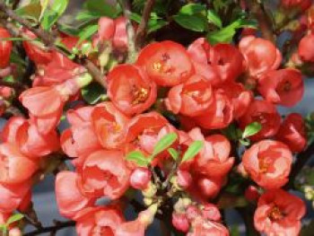 Scheinquitte /  Zierquitte 'Friesdorfer Typ 205', 40-60 cm, Chaenomeles 'Friesdorfer Typ 205', Containerware von Chaenomeles 'Friesdorfer Typ 205'