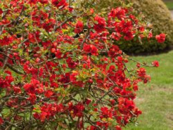 Zierquitte 'Nicoline', 20-40 cm, Chaenomeles 'Nicoline', Containerware von Chaenomeles 'Nicoline'