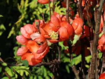 Zierquitte 'Pink Lady', 30-40 cm, Chaenomeles 'Pink Lady', Containerware von Chaenomeles 'Pink Lady'