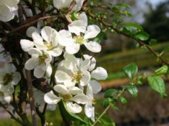 Scheinquitte / Japanische Zierquitte 'Nivalis', 40-60 cm, Chaenomeles japonica 'Nivalis', Containerware von Chaenomeles japonica 'Nivalis'