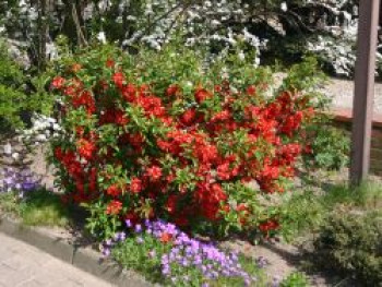Scheinquitte /   Zierquitte 'Rubra', 10-20 cm, Chaenomeles japonica 'Rubra', Topfware von Chaenomeles japonica 'Rubra'