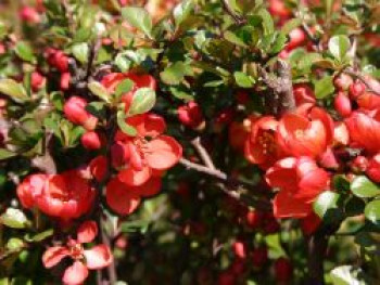 Japanische Zierquitte / Niedrige Scheinquitte, 40-60 cm, Chaenomeles japonica, Containerware von Chaenomeles japonica