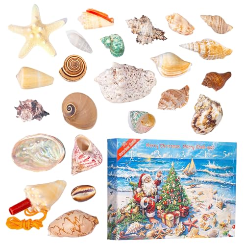 Chaies Adventskalender – Countdown-Kalender 24 Tage | Lernmodell aus wissenschaftlichen Muscheln für die tägliche Familienaktivität, Jugendliche, Erwachsene von Chaies
