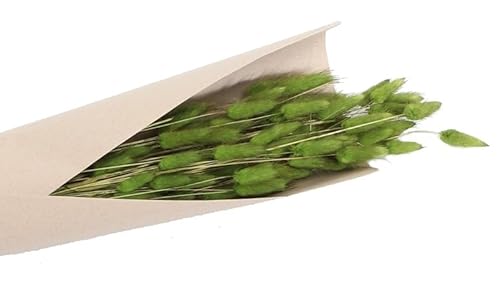 Strauß Lagurus 100g 72 cm Trockenblumen Schilfgras Deko Geburtstag Hochzeit dekorativ Wohnaccessoire Tisch-Deko Basteln (Grün) von Chaks