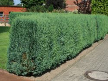 Blaue Säulenzypresse 'Columnaris' / Scheinzypresse 'Columnaris', 20-30 cm, Chamaecyparis lawsoniana 'Columnaris', Topfware von Chamaecyparis lawsoniana 'Columnaris'