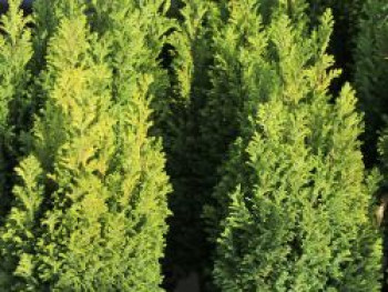 Gelbe Kegelzypresse / Mooszypresse / Scheinzypresse 'Ellwood's Gold', 30-40 cm, Chamaecyparis lawsoniana 'Ellwood's Gold', Containerware von Chamaecyparis lawsoniana 'Ellwood's Gold'